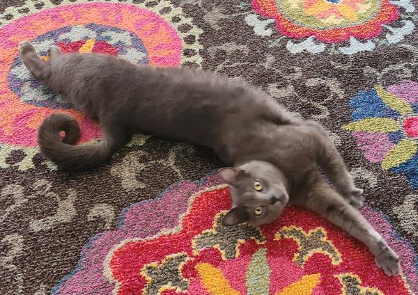 /Images/uploads/Cat Welfare Association/CatWelfare/entries/33897thumb.jpg